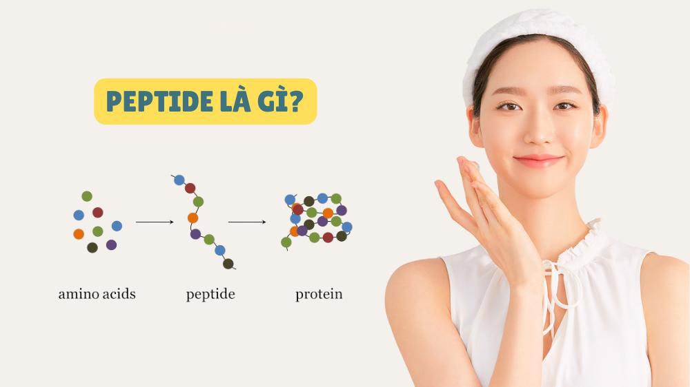 Peptide là gì? Công dụng trong mỹ phẩm